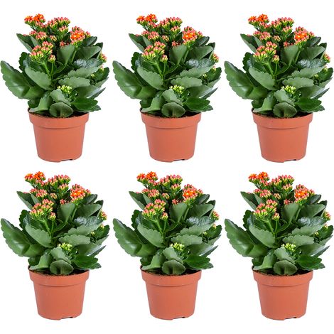 Bloomique - Lot de 6 - Kalanchoé - Fleurs oranges - Plante d'extérieur et d'intérieur - Hauteur 15-25 cm - Pot 12 cm (1/3)