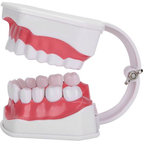 Modèle de dentition pour étudiants dentaires, outil pédagogique avec loupe 2x pour formation en odontologie (1/5)