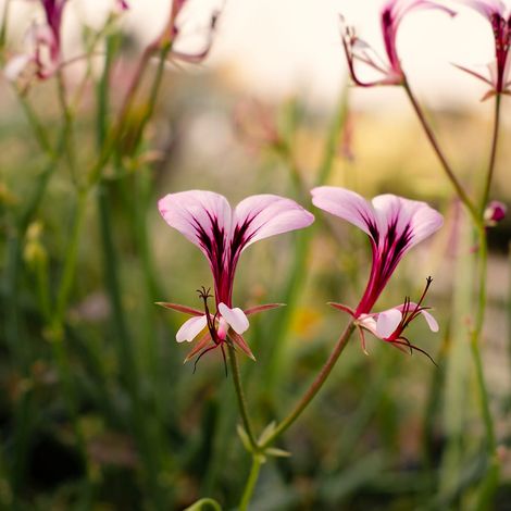 Pelargonium tetragonum - geranio succulento - vaso quadro 7x7x10 cm (1/2)