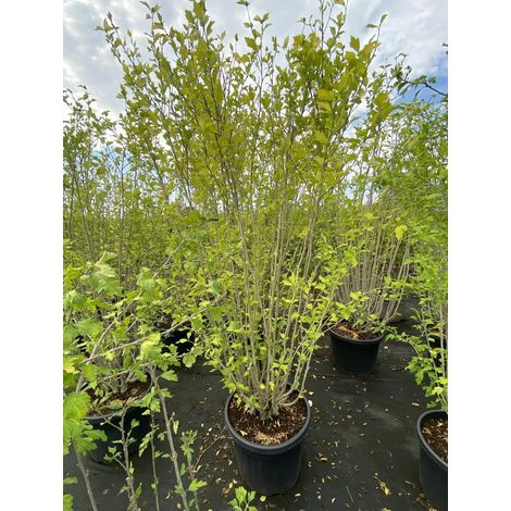 Gardenaria Ibisco - Hibiscus syriacus 'White Chiffon' - Arbusto ornamentale da giardino - Altezza: 40/60 cm (vaso19) (1/3)