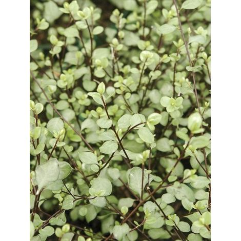 Pittosporum à petites feuilles 'Green Elf' Pot de 4L/5L (1/4)