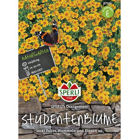 Sperli – Tagète à petites fleurs Sperli's Orangemeer – Graines de fleurs, annuelle, fleurs orange, hauteur env. 30 cm (1/2)