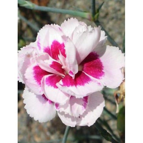 Œillet mignardise 'Alice' Godet de 8/9 cm (1/2)