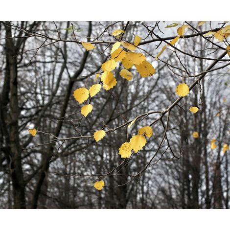 papier peint panoramique paysage boisé gris et jaune - Sanders & Sanders (1/3)