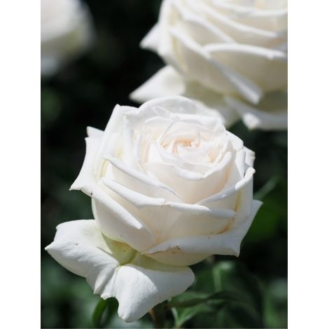 Rosier à grandes fleurs 'Pierre Arditi' Racines nues en motte (1/2)