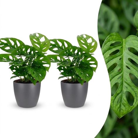 Plante d'intérieur Monstera Adansonii Rhaphidophora avec pot gris - Lot de 2 - H 25 cm (1/5)