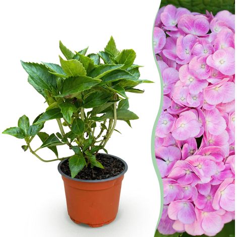 Hortensia Hydrangea macrophylla Rose - Plante de Jardin Extérieur - Rose - Pot 12cm - 1 Pièce - PANGIVO (1/5)