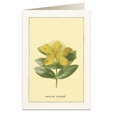 B6 Karte + Umschlag 6018 Rose of Sharon