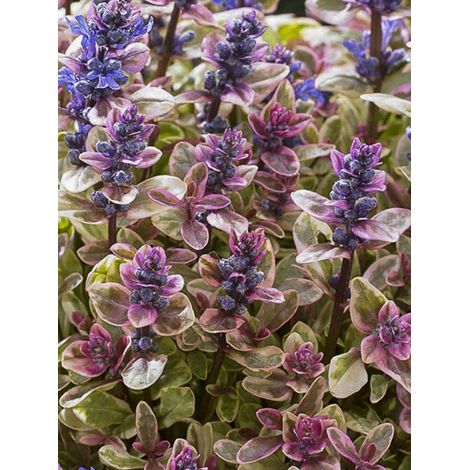 Bugle 'Princess Nadia' (1/3)