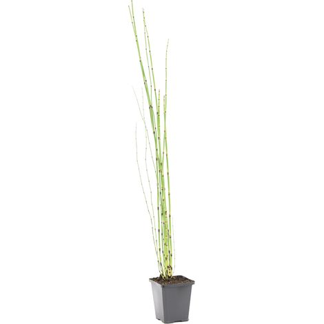 Bloomique - Equisetum Japonicum - Prêle du Japon - Plantes de bassin - Plantes aquatiques - Rustique - Hauteur 20-30 cm - Pot 9 cm