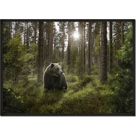 Bild Poster im Rahmen 43x33 cm Bär P651 (1/4)