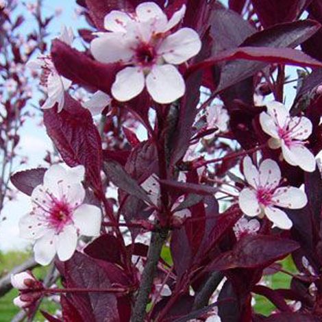 Prunier des sables - Prunus cistena - 60-80 cm pot