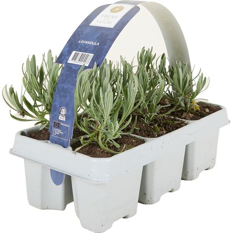 Bloomique - Lot de 1 - Lavandula angustifolia 'White' - Lavande blanche - Rustique - Parfumée - Pour balcon et jardin - Hauteur 10-20 cm - Motte 6 cm