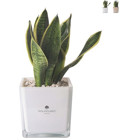 Bomboniera Paola Rolando sansevieria nana in vaso di vetro a cubo Sogno - Bianco