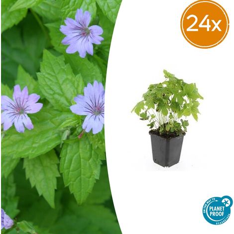 Lot de 24 Géraniums Vivaces Geranium Nodosum Couvre-Sol Ombre Fleurs Violettes Ø9cm 10-25cm - PANGIVO (1/5)
