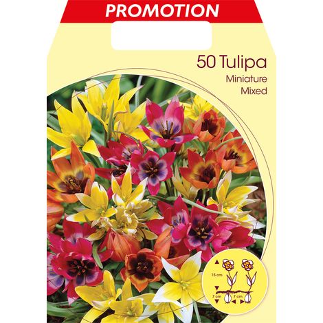 BULBI AUTUNNALI TULIPANO MINIATURE MIX DI COLORI CONFEZIONE DA 50 BULBI AUTUNNALI BULBS