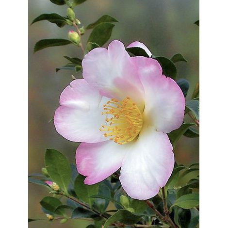 Camélia d'automne 'Versicolor' Pot de 3L/4L