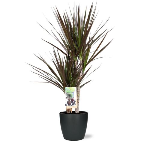 Dracaena Magenta plante d’intérieur avec pot, D18x17 cm, anthracite, hauteur env. 80 cm - PANGIVO
