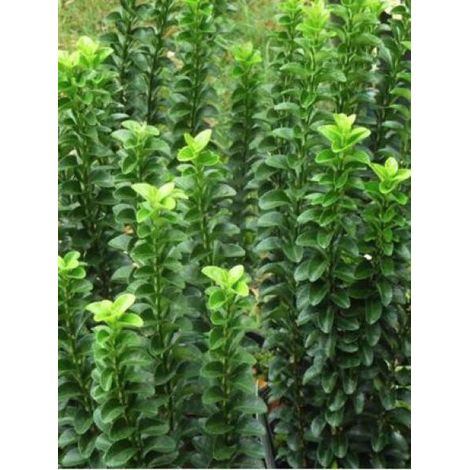 Fusain du Japon 'Benkomasaki' Pot de 7,5L/10L (1/3)