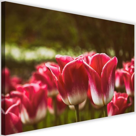 Tableau déco Tulipe rouge en fleur 60x40 (1/5)