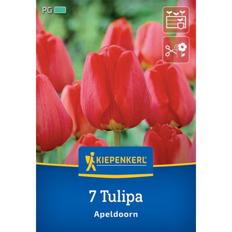 Kiepenkerl Herbstblumenzwiebel Darwin-Hybrid-Tulpe Apeldoorn 7 Pflanzen (1/2)