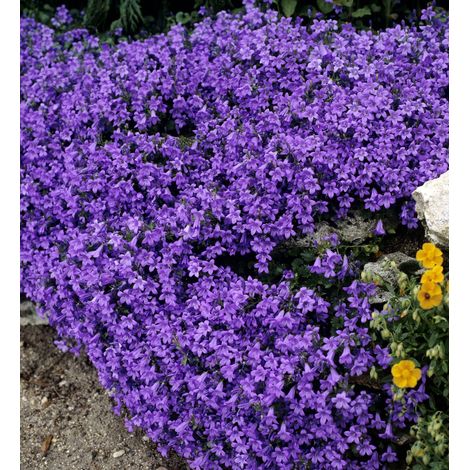 CAMPANULA GET ME BLU VASO 10CM