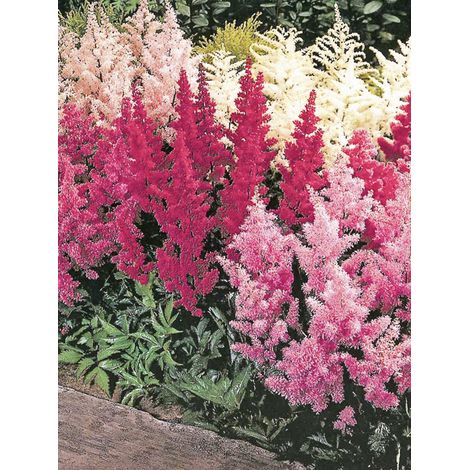 Astilbe d'Arends 'Showstar' le sachet de 15 graines (1/2)