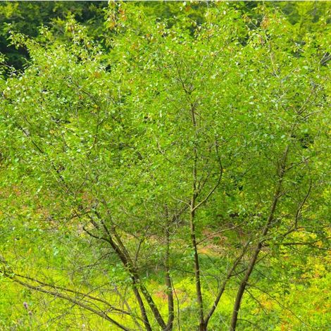 Pépinières Naudet – Bourdaine (Frangula alnus) – Arbuste caduc à fleurs blanches – Hauteur à maturité 3-5m – Résistance jusqu'à -15°C – Parfait pour haies (1/4)
