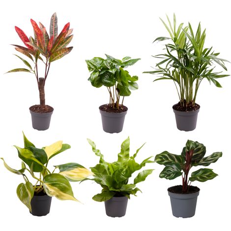 Lot de 6 Mini Plantes Vertes d'Intérieur Mélange Surprise en Pot Ø6cm Décoration Bureau et Salon - PANGIVO