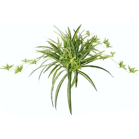 Plante d'intérieur artificielle - Chlorophytum Comosum - Nénuphar - Plante d'araignée - Plante suspendue - Plante artificielle à suspendre - Plante en plastique - Décoration de mariage - Fleur en soie (1/2)