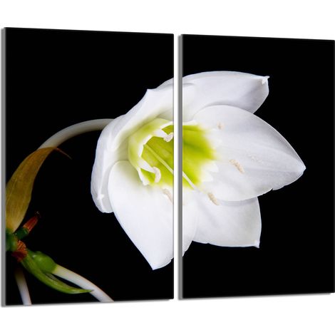 Placa protectora de vidrio para la estufa 2x30x52 Orchidea (1/5)