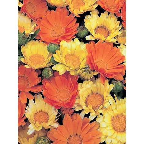Souci des jardins 'Nana Citrus Cocktail' le sachet de 100 graines (1g) (1/2)