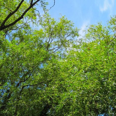 Pépinières Naudet – Saule blanc (Salix alba) – Arbre caduc à feuillage vert – Hauteur à maturité : plus de 5m – Floraison jaune au printemps