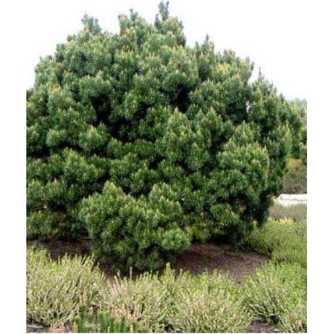 Pin sylvestre 'Watereri' Pot de 7,5L/10L