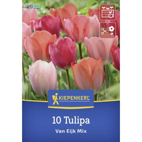 Kiepenkerl Herbstblumenzwiebel Darwin-Hybrid-Tulpe Van Eijk Mischung 10 Stück (1/2)