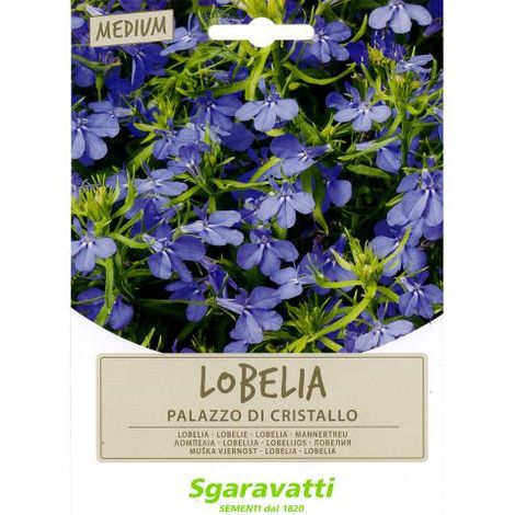 SEMI PER PRATO UNIVERSALE lobelia palazzo di cristallo