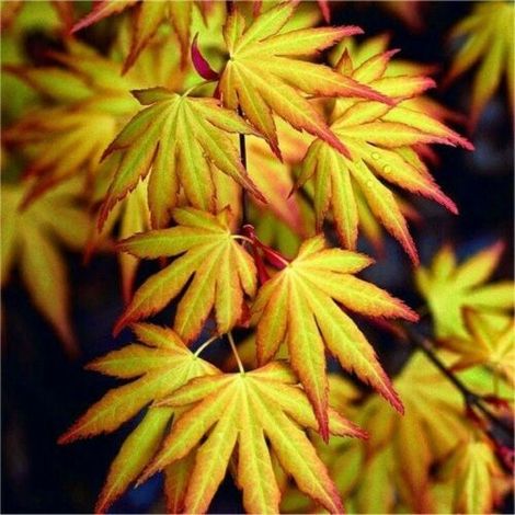 Acero rosso giapponese "Acer palmatum Katsura" pianta in vaso ø11 cm (1/5)