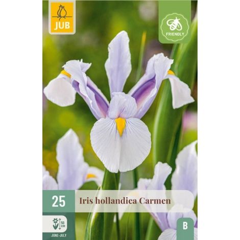 25 IRIS HOLLANDICA CARMEN Jaune