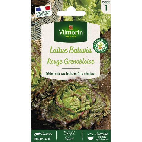 Laitue Rouge Grenobloise Vilmorin (1/2)