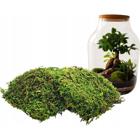 Fogli di muschio decorativo naturale pulito 100 g