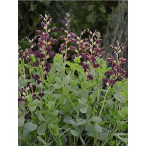 Podalyre 'Decadence Dutch Chocolate' Godet de 8/9 cm (1/2)