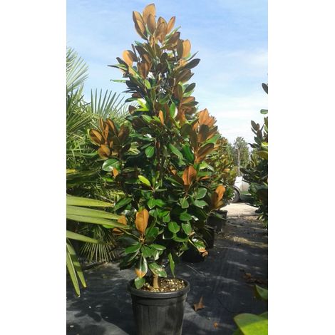 Magnolia grandiflora gallisoniensis pianta in vaso  30 cm h 100/120 cm