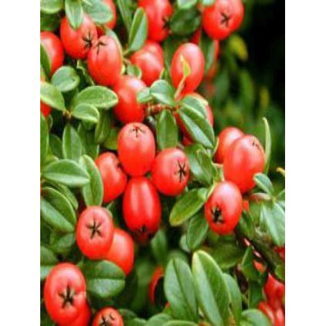 Cotonéaster 'Coral Beauty' Pot de 1L/1,5L (1/3)