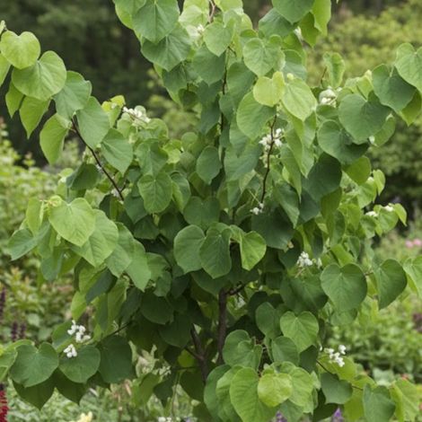 Cercis du Canada Royal White, Arbre de Judée, Gainier du Canada/Pot de 15L - Baliveau