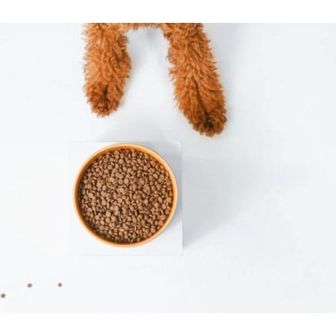 NATURE'S PROTECTION Superior Care Red Coat Adulte Petite race Sans céréales Saumon - croquettes - 10 kg
