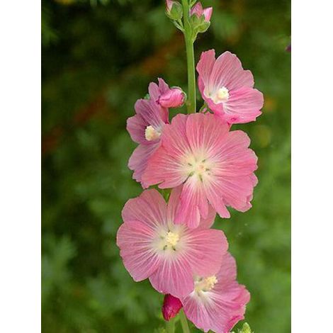 Sidalcea oregana 'Brilliant' Godet de 8/9 cm