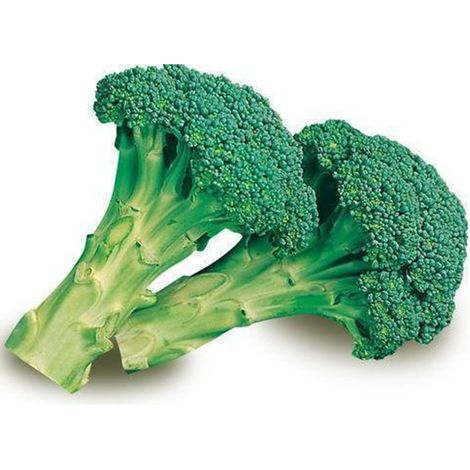Semi di Cavolo Broccolo Ramoso Calabrese di Sarno piante per orto e giardino