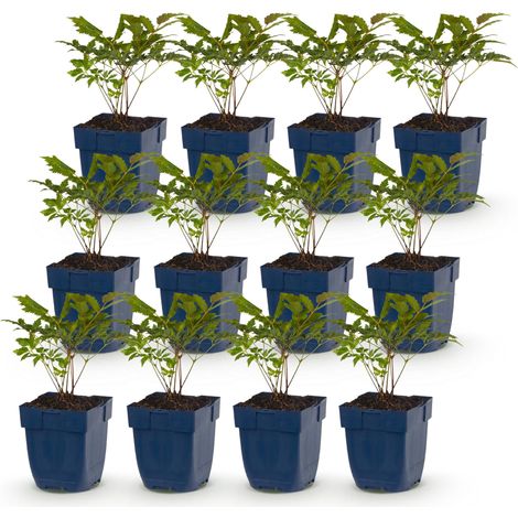 Astilbe Tricolore Plume du Japon pour Jardin d'Ombre Rouge Rose Blanc Lot de 12 Plantes Pot 11cm - PANGIVO (1/5)