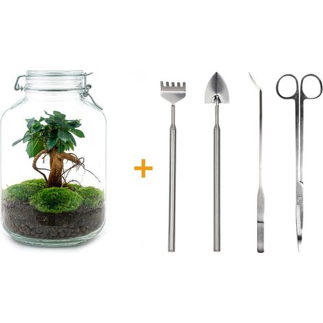 Kit Terrarium DIY Ficus Ginseng Bonsaï Écosystème Autonome avec Outils Ø 18 cm H 28 cm - PANGIVO (1/4)