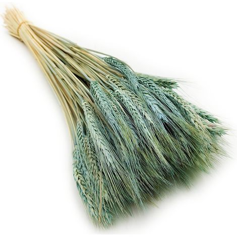 Getrockneter Triticale - Minze (1/5)